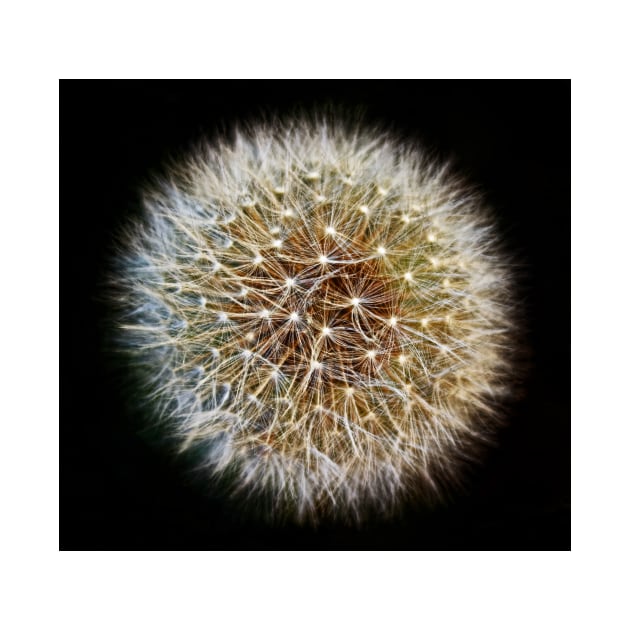 Dandelion Seed Head (2) by avrilharris