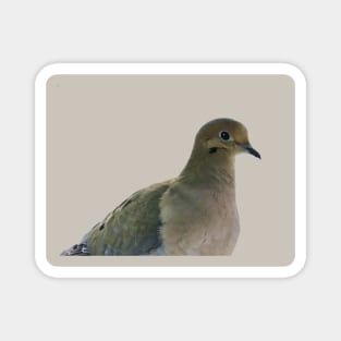 Mourning Dove No.4 Magnet