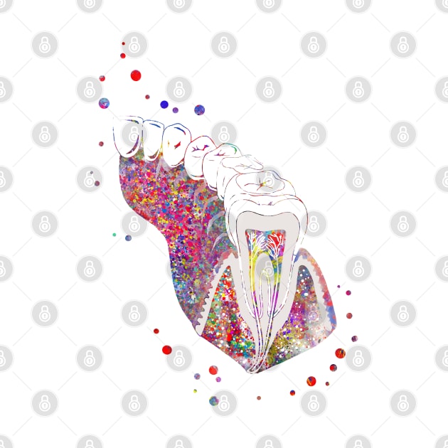 Molar tooth section by RosaliArt