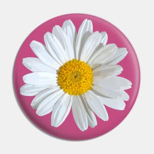 White marguerite blossom on pink Pin