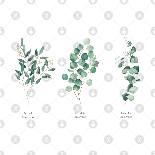 Three types of eucalyptus by InnaPatiutko