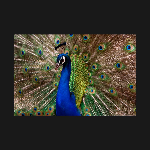 Peacock on Display by jwwallace