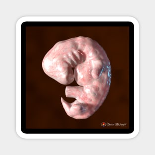Human Embryo Magnet