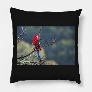 Crimson Rosella Pillow