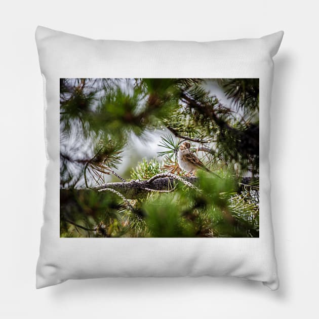 Sparrow In The Pines by Debra Martz Pillow by Debra Martz