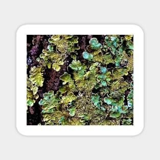 Lichen textures Magnet