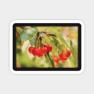 Cherry Branch Magnet