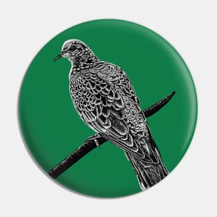 European turtle dove Pin