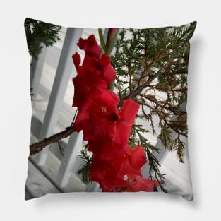 Gladiolus Pillow