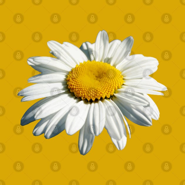 Stunning White Marguerite Daisy Vector Cut Out by taiche