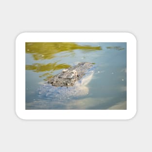 Cool Alligator Magnet