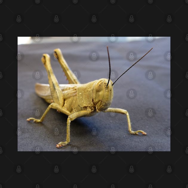 Grasshopper by LeanneAllen