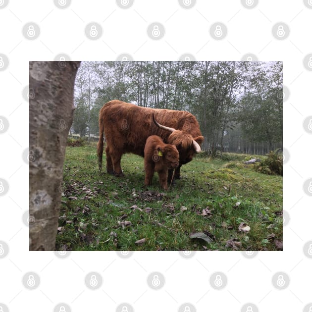 Scottish Highland Cattle Cow and Calf 1555 by SaarelaHighland