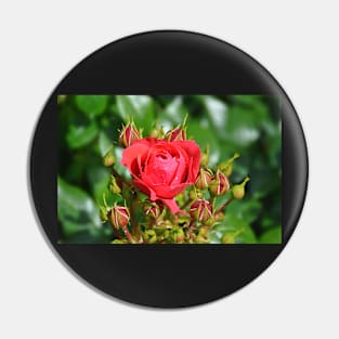 A rose with it's buddies Pin