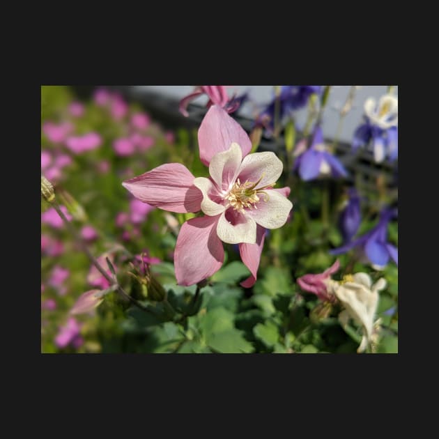 Pink Columbine by AustaArt