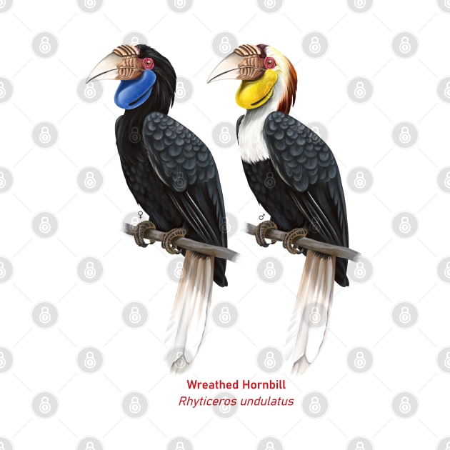 Wreathed hornbill | Rhyticeros undulatus ⚥ by bona 