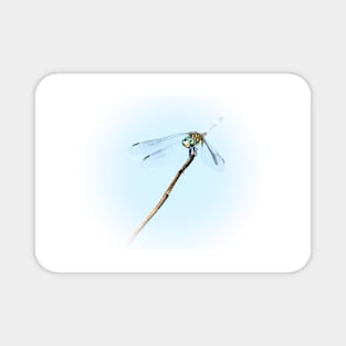 Spotlight on the Cute Dragonfly Magnet