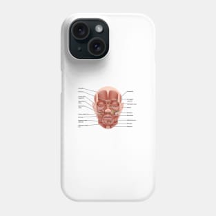 Face muscle anatomy, illustration (C046/1440) Phone Case