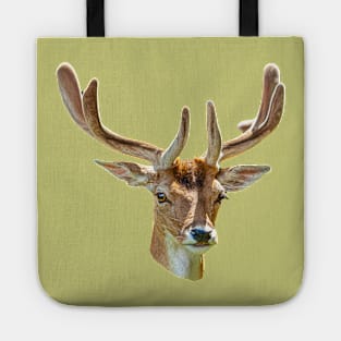 Fallow Buck in velvet Tote