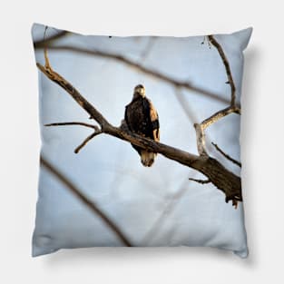 Juvenile Bald Eagle Pillow