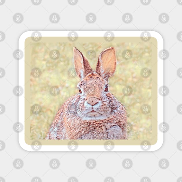 Cottontail Rabbit-D Magnet by MaryLinH