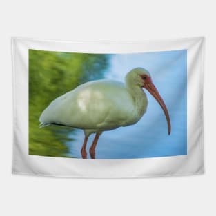 American white ibis of Florida Tapestry