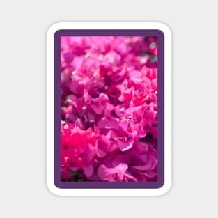 Bougainvillea Magnet