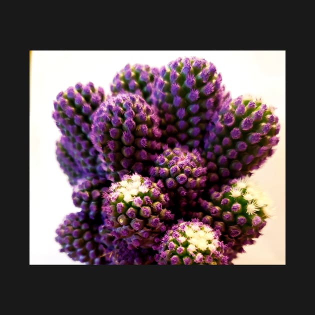 Rare purple gemstone cactus by Kim-Pratt