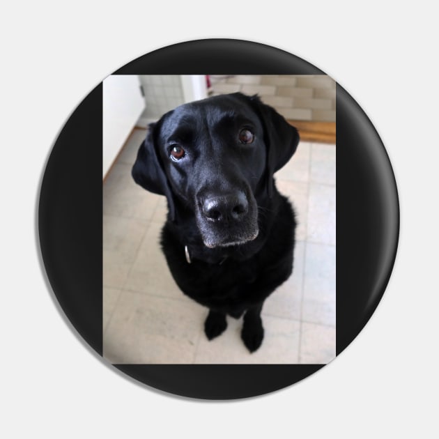 Sia 8 years old Labrador Pin by Trine