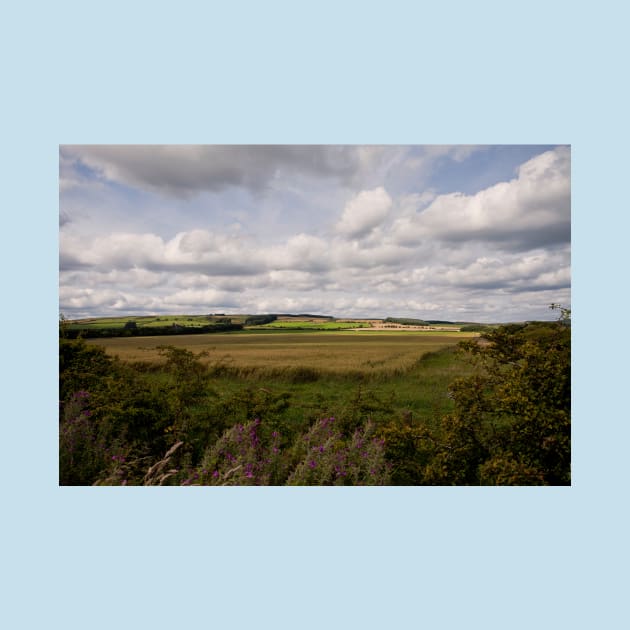 The rolling hills of Northumberland by Violaman