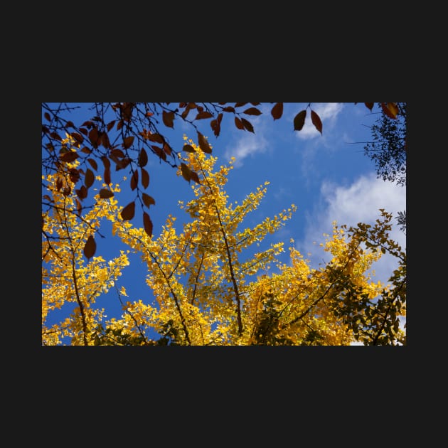 golden gingko tree by sma1050