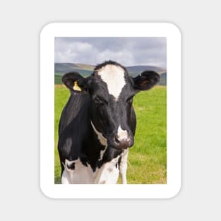 Frisian Cow, Peak District Magnet