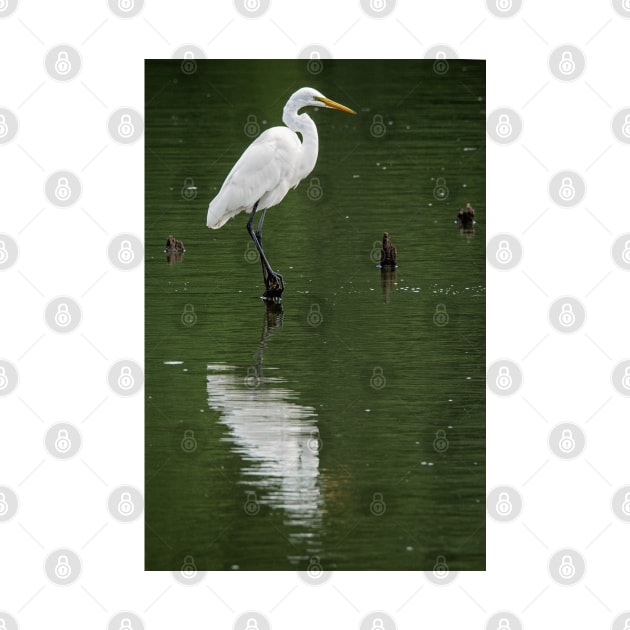 Great Egret by irishmurr