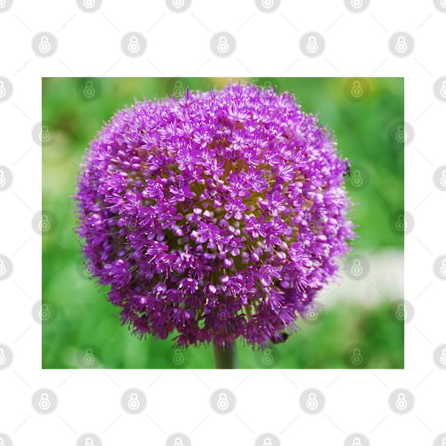 Allium Giganteum by jojobob