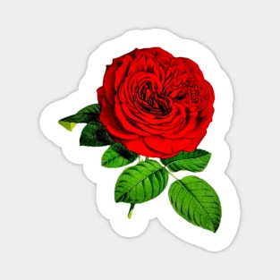Rose Magnet