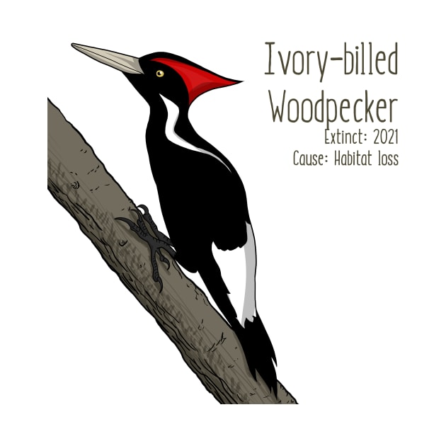 Extinct Species: Ivory-billed Woodpecker - UPDATED by Feathered Focus