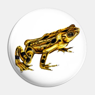 Golden frog colour illustration Pin