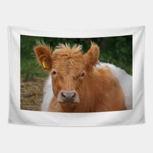 Belted Galloway Tapestry