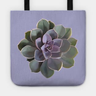 Echeveria // Perle Von Nurnberg V1 Tote