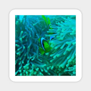 Sea Anemone and Fish Magnet