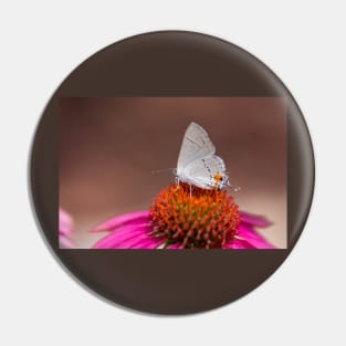 Gray Hairstreak Butterfly on Wild Berry Coneflower Pin