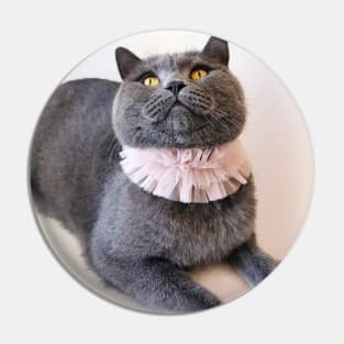 British Shorthair Waiting for Something Yummy - Blue Cat Photograph Pin