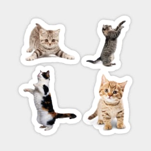 Awesome kitten cat love - cat lover pack Magnet