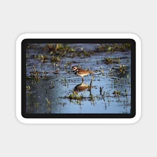 Killdeer reflections Magnet