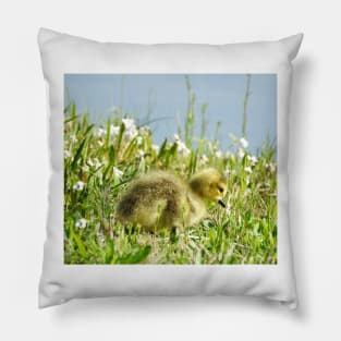 Baby gosling, Canadian Geese, wildlife gifts Pillow