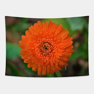 Single Orange Gerbera Flower Tapestry