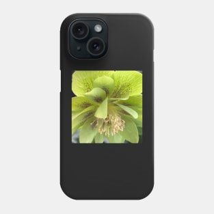 Refreshing Green Winter Hellebore for Deep Healing Phone Case