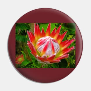 King Protea, South Africa Pin