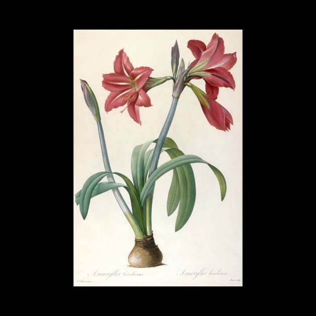 Amaryllis Brasiliensis (Brazilian Amaryllis) by Pierre-Joseph Redoute by Classic Art Stall