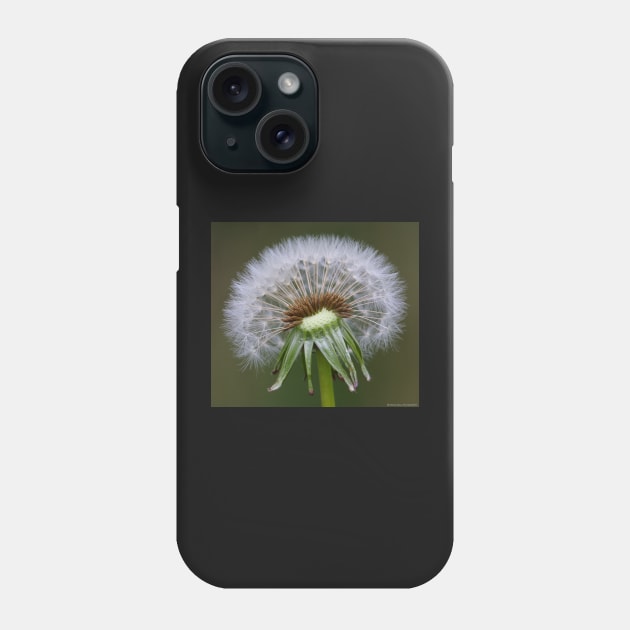 Dandelion Phone Case by Simon-dell